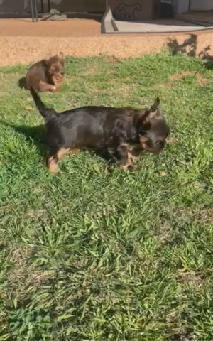 Dark Traditional Yorkie in Waco, Texas