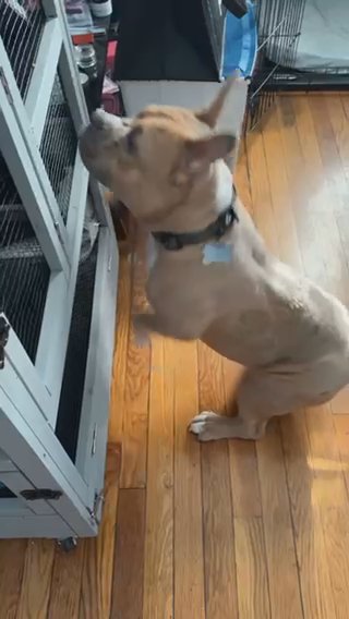 American bully in Providence, Rhode Island