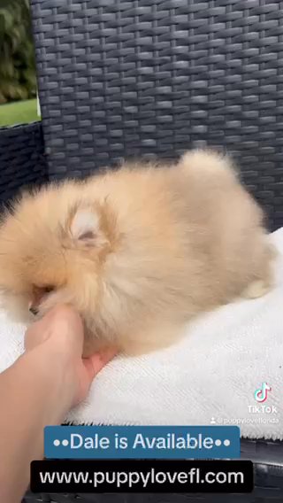 Dale - Teddy Bear Face Pomeranian in Fort Lauderdale, Florida