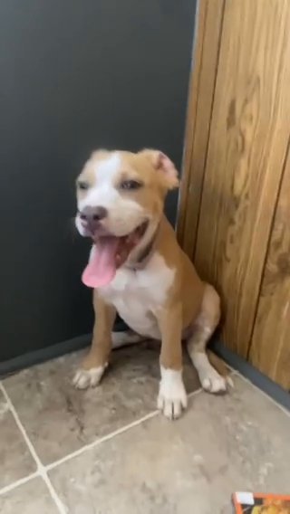 Pitbull Mixed in Savannah, Georgia