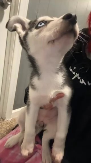 Husky Mix in Brooklyn, New York