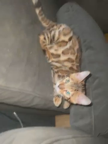 Beautiful bengal kitten for sale (male and female) in Worcester, Massachusetts