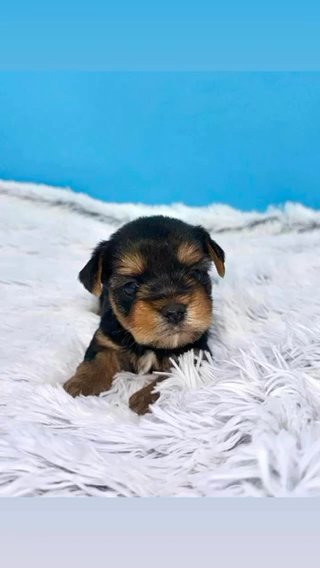 ?Prince Zealot?- MALE Yorkie in Lexington-Fayette, Kentucky