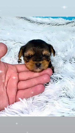 ?Prince Zachariah? Male Yorkie in Lexington-Fayette, Kentucky