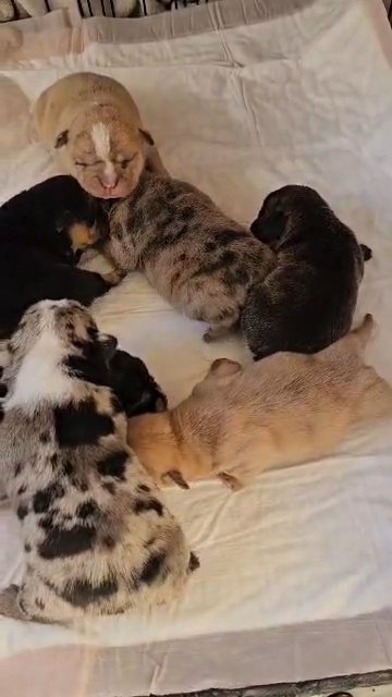 akc french bulldogs fluffy carier in Riverside, California