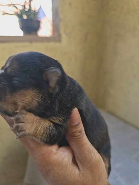 akc french bulldog female tri color ' fluffy carrier 2 weeks old in Riverside, California