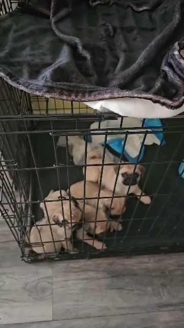 pug puppies in Douglasville, Georgia