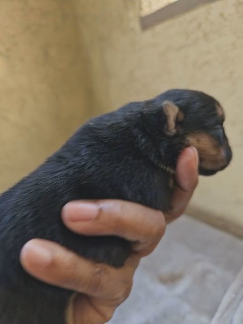 akc french bulldog fawn merle ' fluffy carrier ' runt of litter in Riverside, California