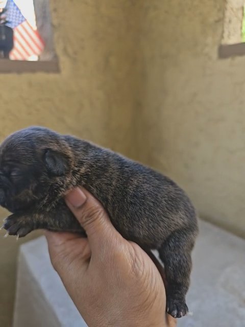 akc french bulldog redfawn/ blue rare color ' fluffy carrier in Riverside, California