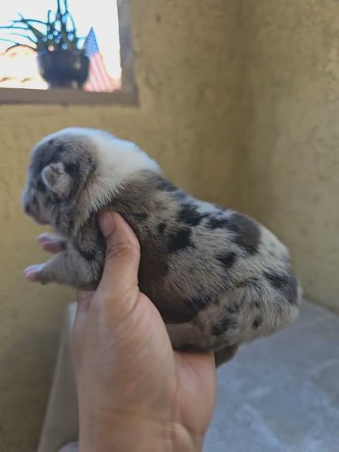 akc french bulldog tri chocolate merle ' fluffy carrier in Riverside, California