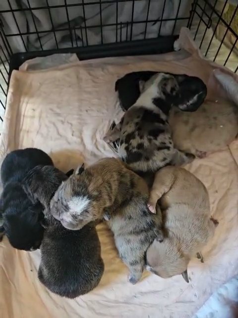akc french bulldog puppies? in Riverside, California