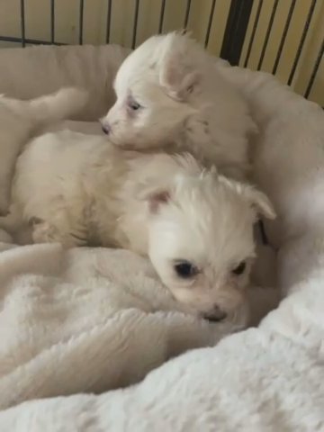Maltese in Greensboro, North Carolina