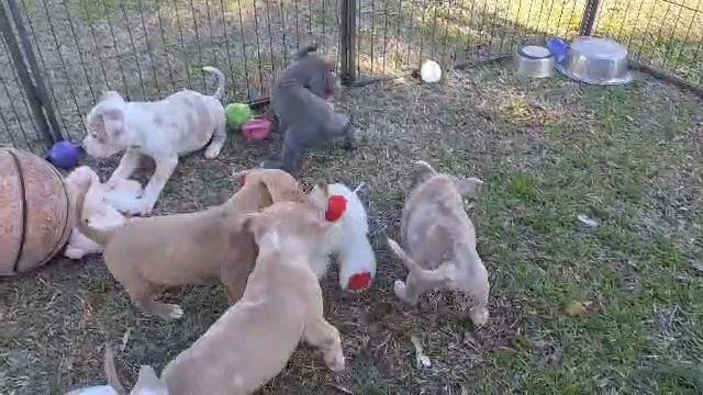Standard American Bullies in Greenwood, South Carolina