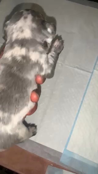 Lilac Merle Male in Anaheim, California