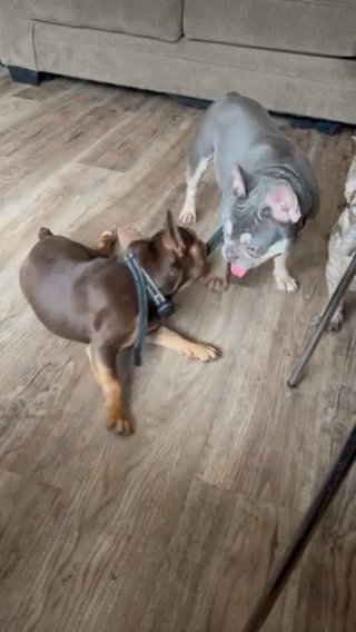 Frenchies in Seattle, Washington