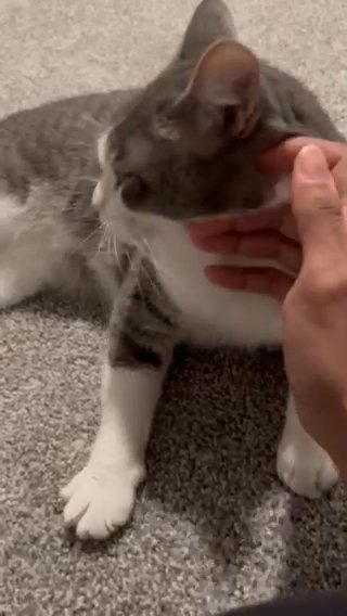 2 American Shorthair Brothers in Auburn, Washington