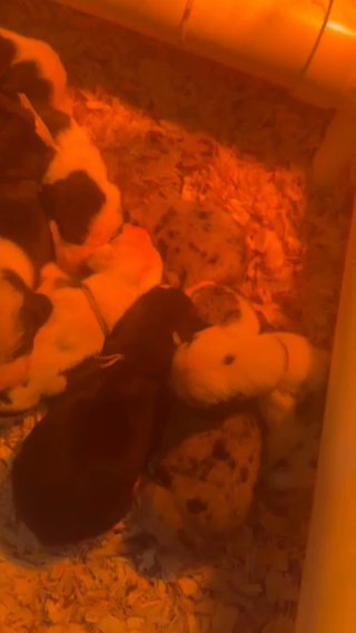 100% European Mantle Male (blue Collar) in Fountain Inn, South Carolina