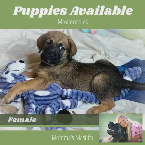 Mastidoodles in Medina, Ohio
