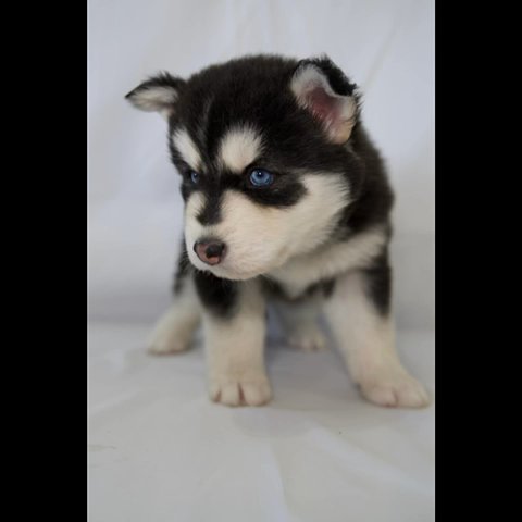 Adorable Husky/German shepherd mixed Puppies in San Diego, California