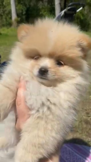 Pomeranian Girl in Wilmington, North Carolina