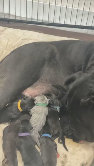 Cane Corso Pups For Sale! in Margate, Florida