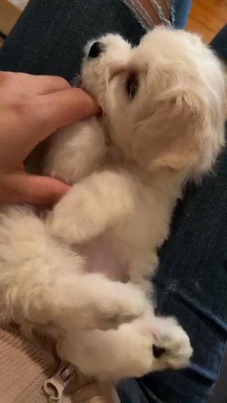 Havanese Puppy in The Bronx, New York