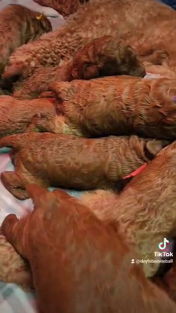 Standard Poodle Puppies in Salem, Oregon