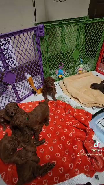 AKC Red Standard Poodle puppies in Salem, Oregon