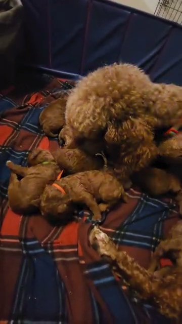 AKC Standard Poodle puppies in Salem, Oregon