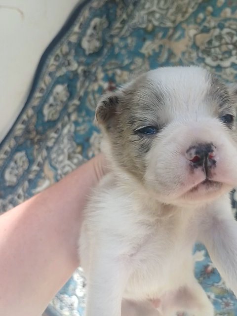 Blue merle pomeranian in Anniston, Alabama