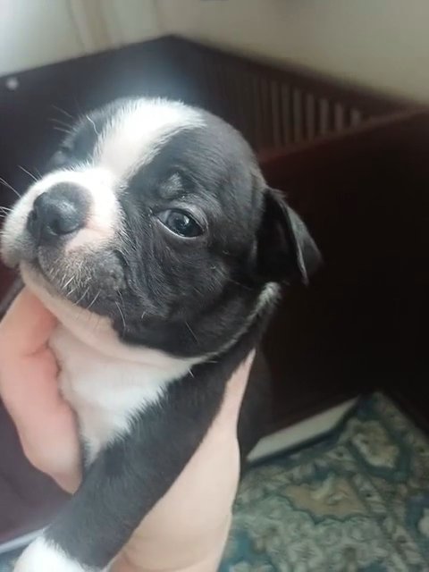 Classic Boston Terrier in Anniston, Alabama