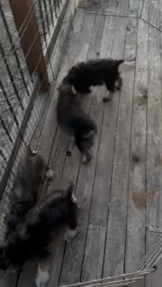 Miniature Schnauzer Boys in Tucson, Arizona