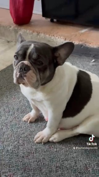 French Bulldogs in Houston, Texas