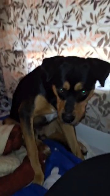 Rottweiler Blue Heeler Mix in Longmont, Colorado