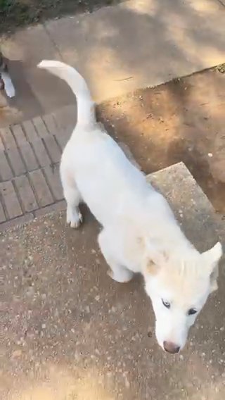 Husky pups in Charlotte, North Carolina