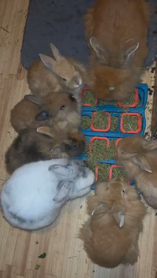 Lionhead Bunnies in Spartanburg, South Carolina