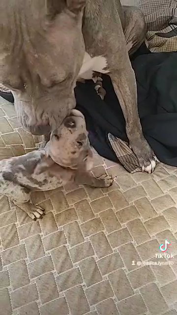 UKC American Bully in State College, Pennsylvania