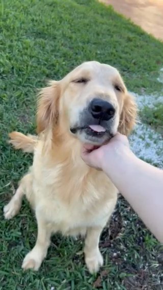 Golden retriever in Miami, Florida