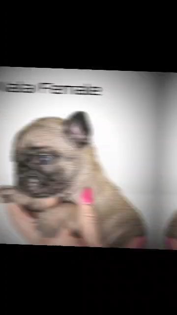 Akc FLUFFY French Bulldog Puppies in Detroit, Michigan