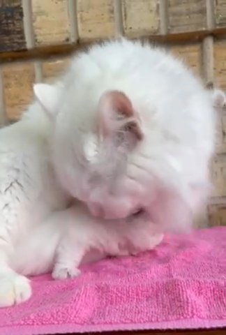 Siberian Kitten in Nashville, Tennessee