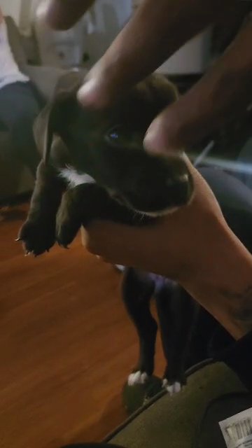 I'm Allergic to the puppies. in Philadelphia, Pennsylvania