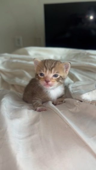 Kitten Needs A Loving Home in Atlanta, Georgia