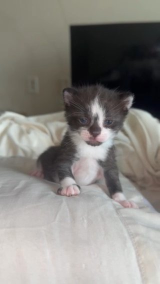 Kitten Needs A Home in Atlanta, Georgia
