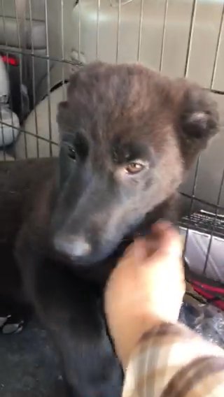 Pure Breed Black German Shepherds in Sierra Vista Southeast, Arizona