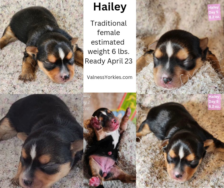 Hailey AKC Sold in Washington, District of Columbia