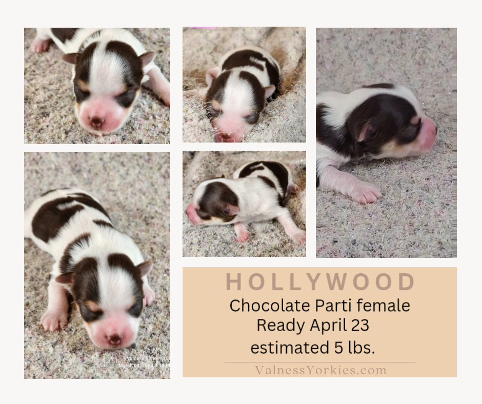 Hollywood AKC Sold in Washington, District of Columbia