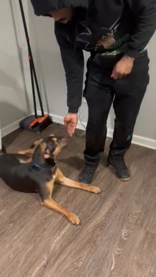 Rottweiler Mix in Cleveland, Ohio