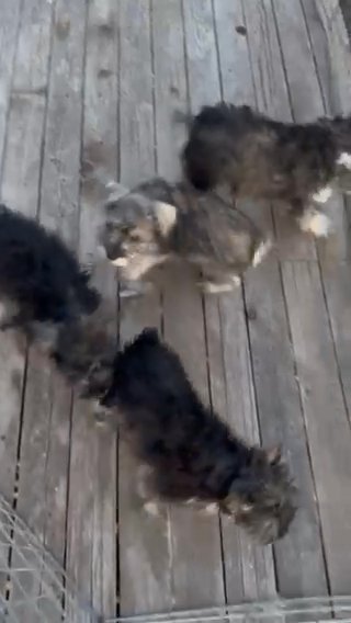 Stunning Mini Schnauzer in Tucson, Arizona