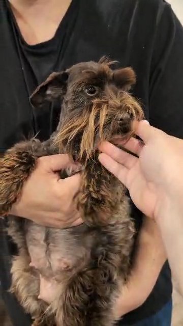 AKC Toy schnauzer in Cambridge, Maryland