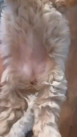 Mini Poodle 13 Weeks Old in Tampa, Florida